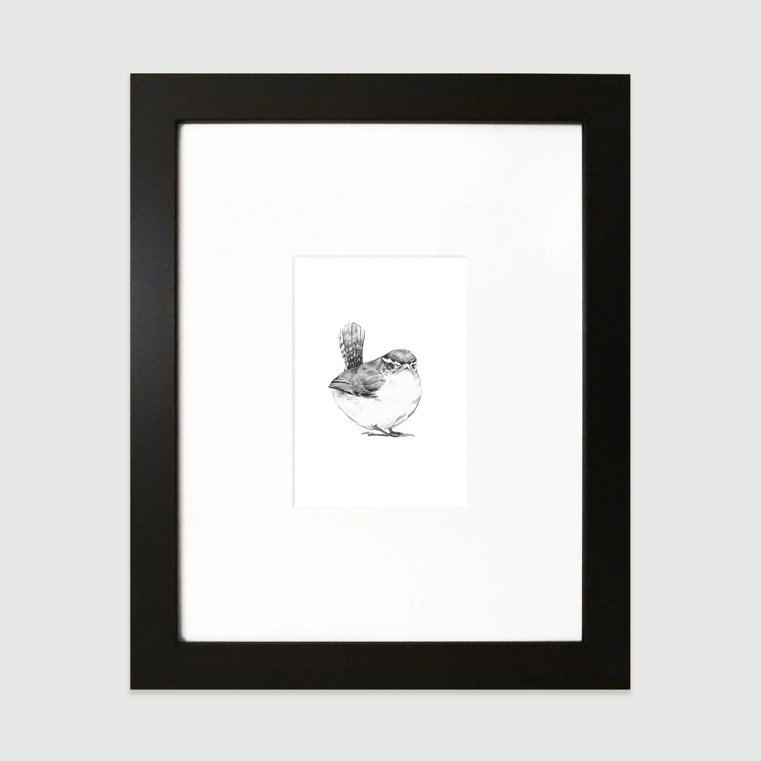 carolina-wren-ffcollection.jpg