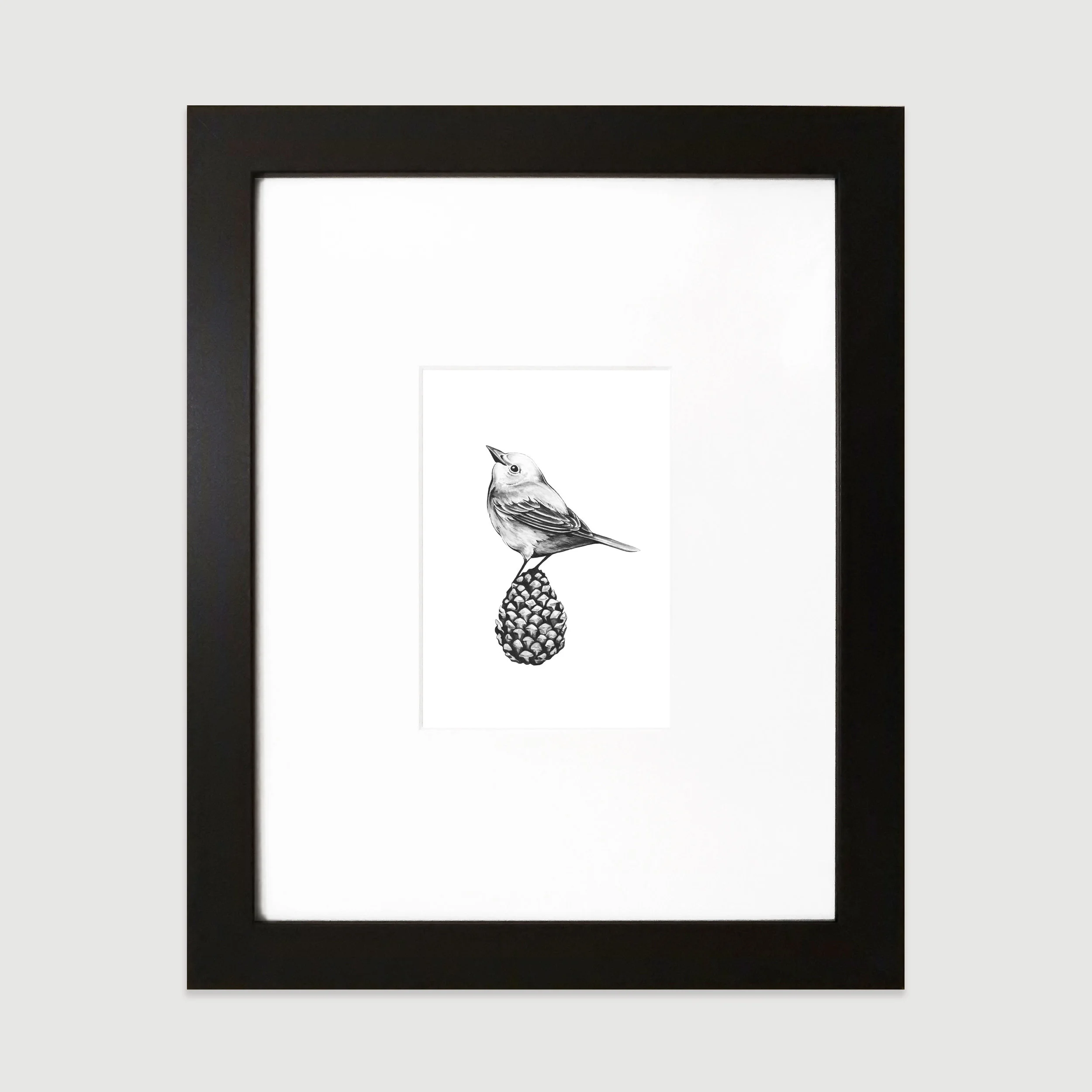 pine-warbler-ffcollection.jpg