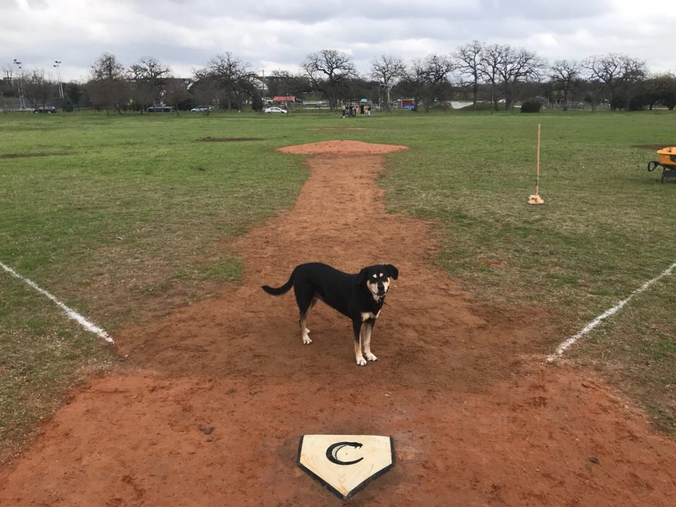 Patterson Park Field Renovations