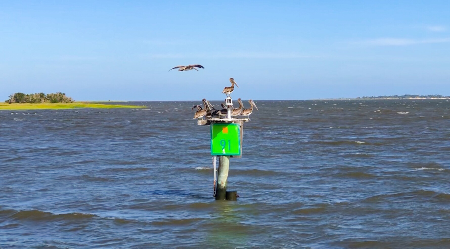 Pelicans-on-day-marker-hell-gate.jpeg
