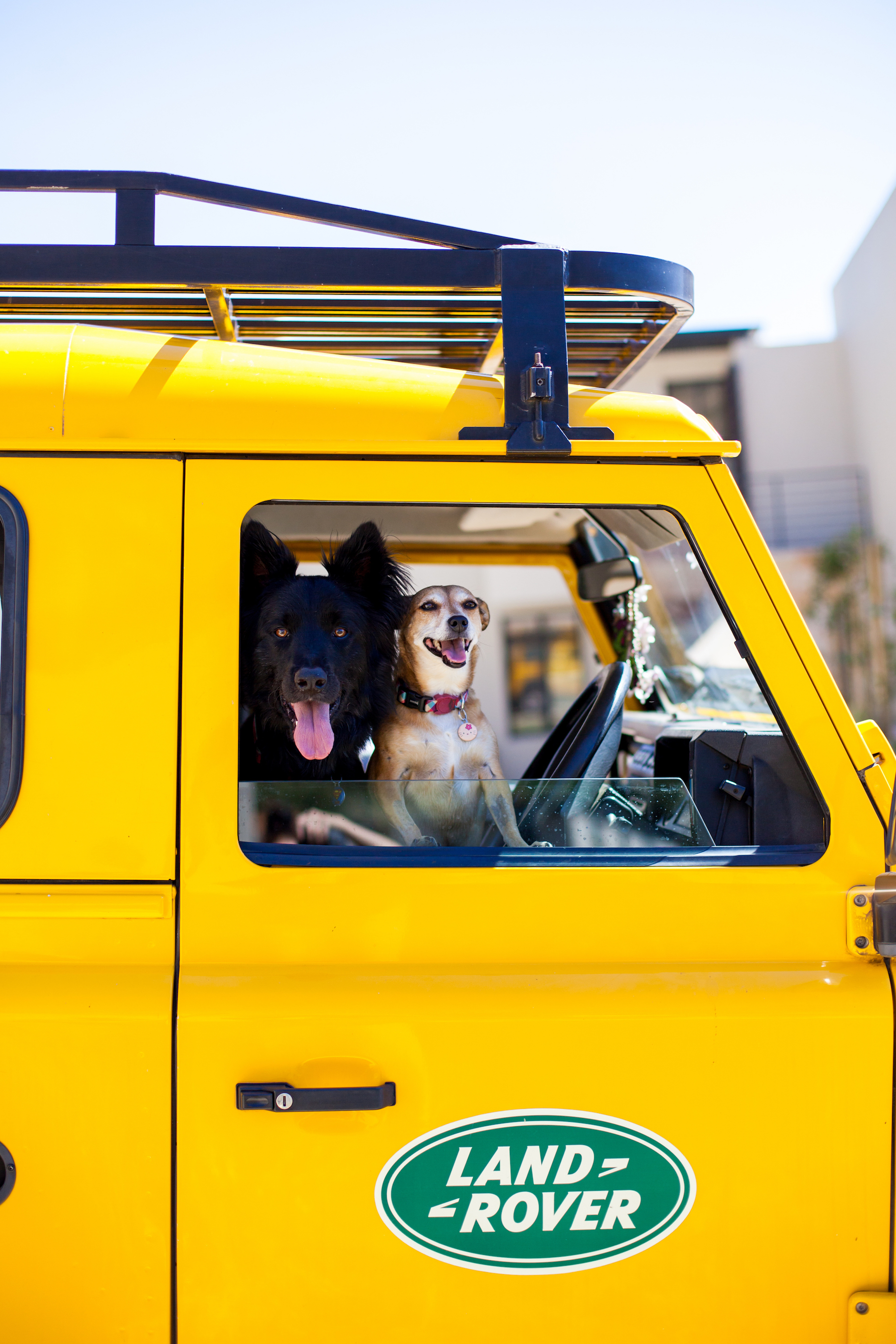 DogMeetsGirl1.jpg