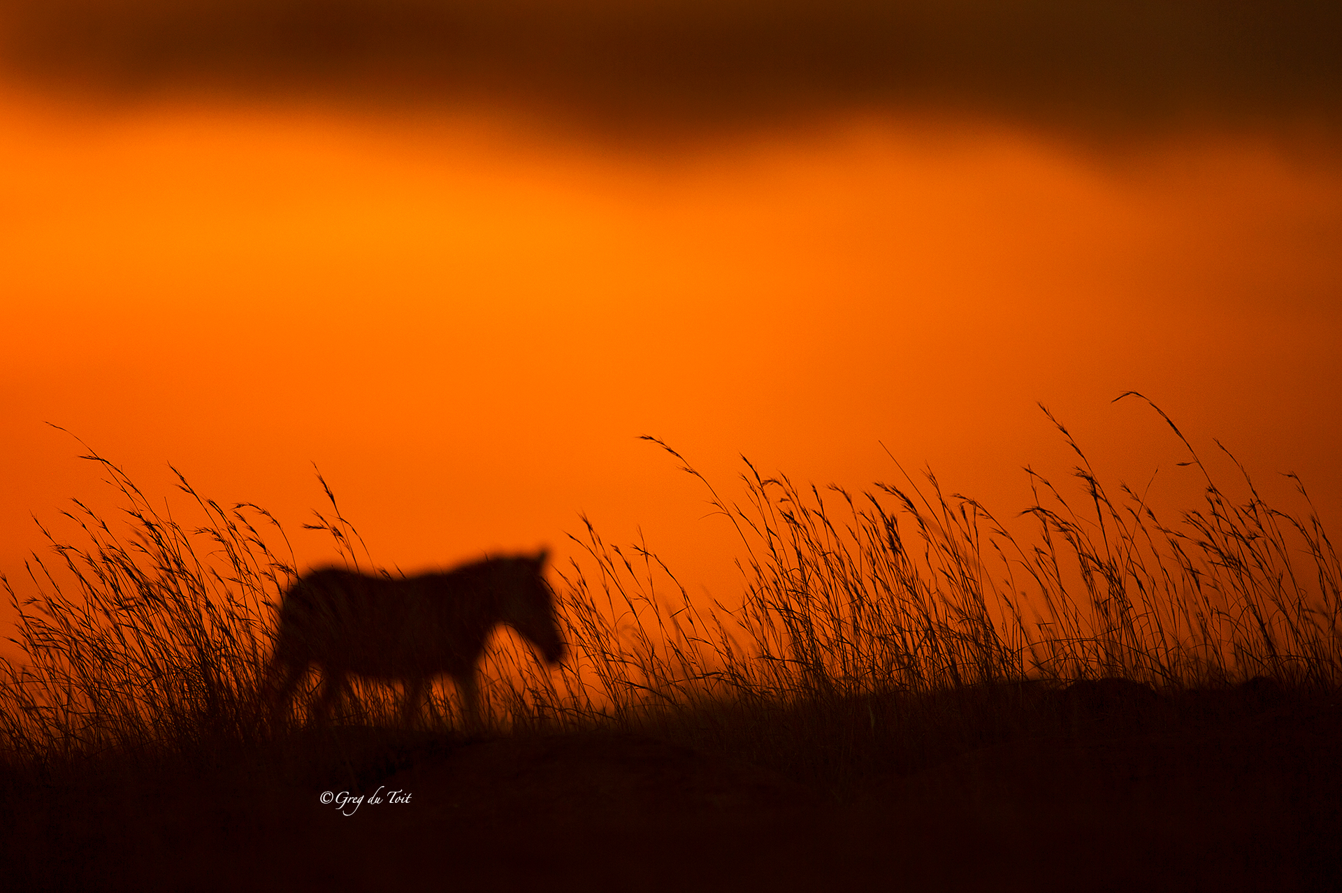 mara_zebra_grass_500px.jpg
