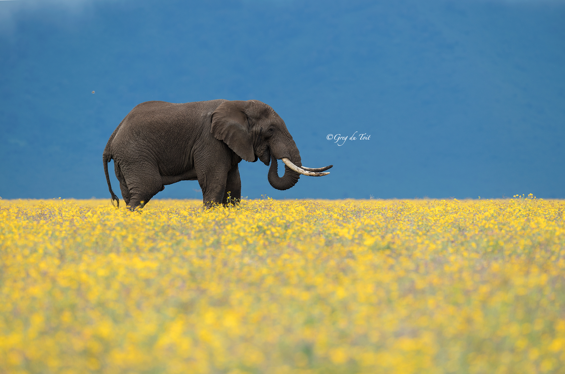 ngorongoro_elephant_flowers_feeding2_500px.jpg