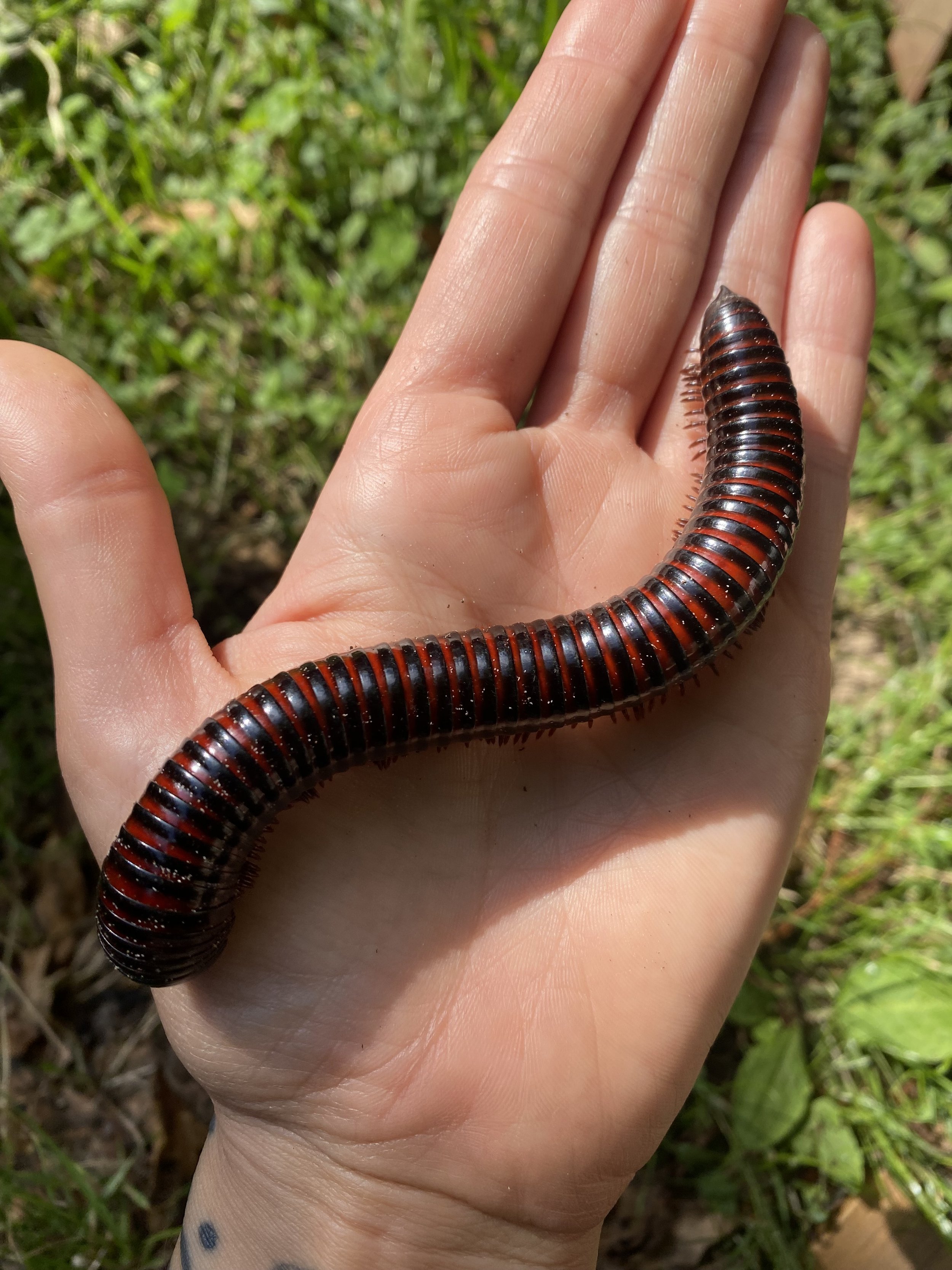 Our Giant Fire Millipede Flame