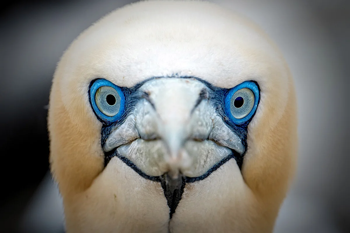 GANNET STARE - CLICK HERE TO SELECT AND PURCHASE THIS IMAGE