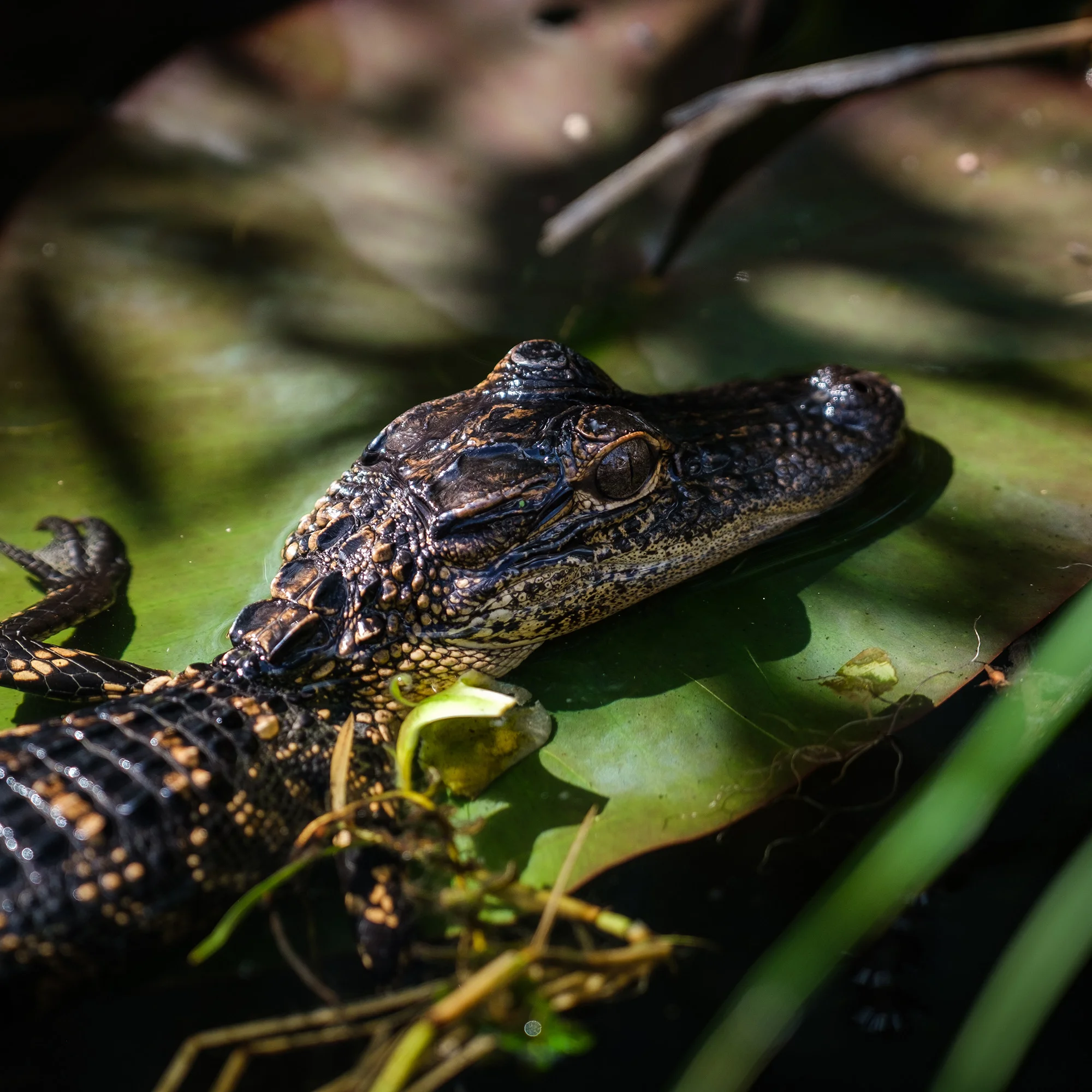 SQ_20190317Everglades_XT3-2554.jpg