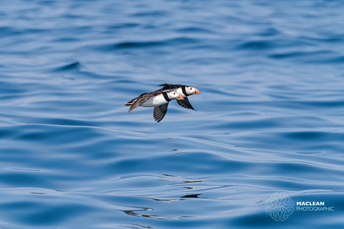 The Atlantic Puffin (Fratercula arctica)