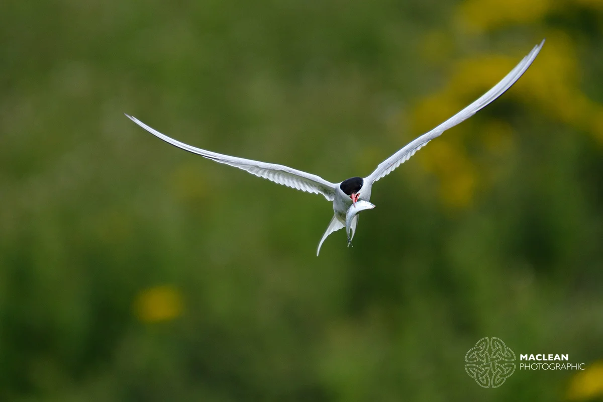Arctic Tern (Sterna paradisaea)
