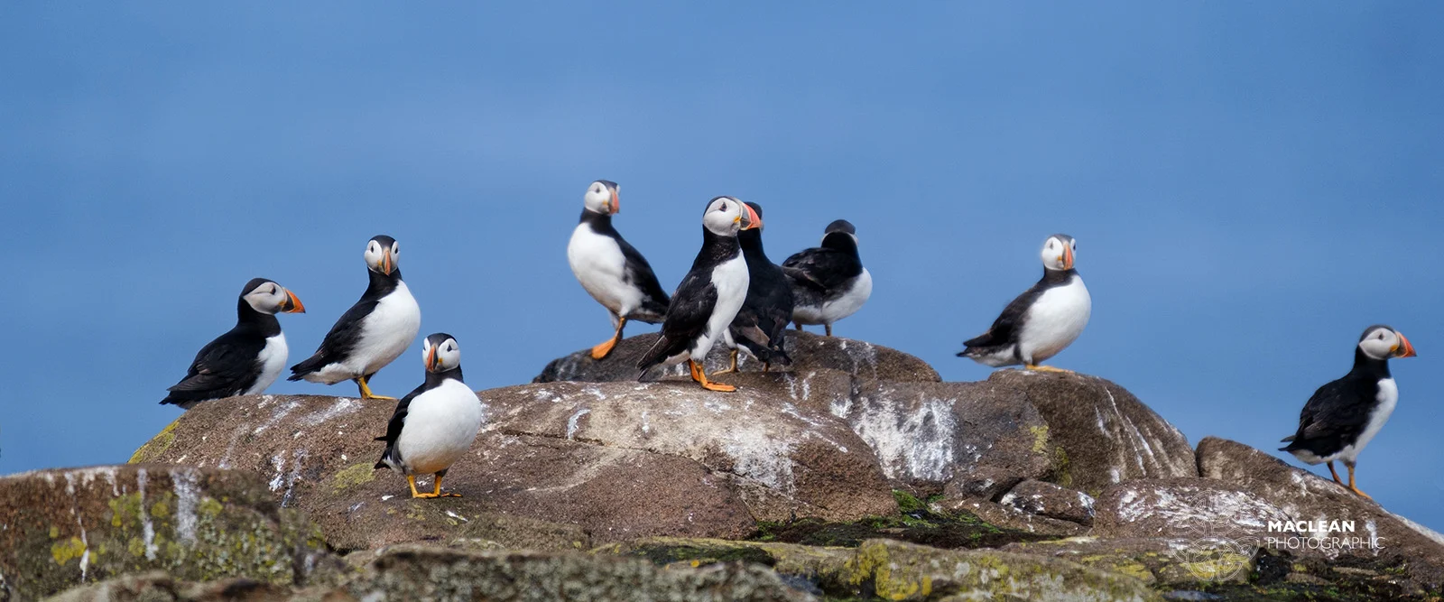 The Atlantic puffin (Fratercula arctica)