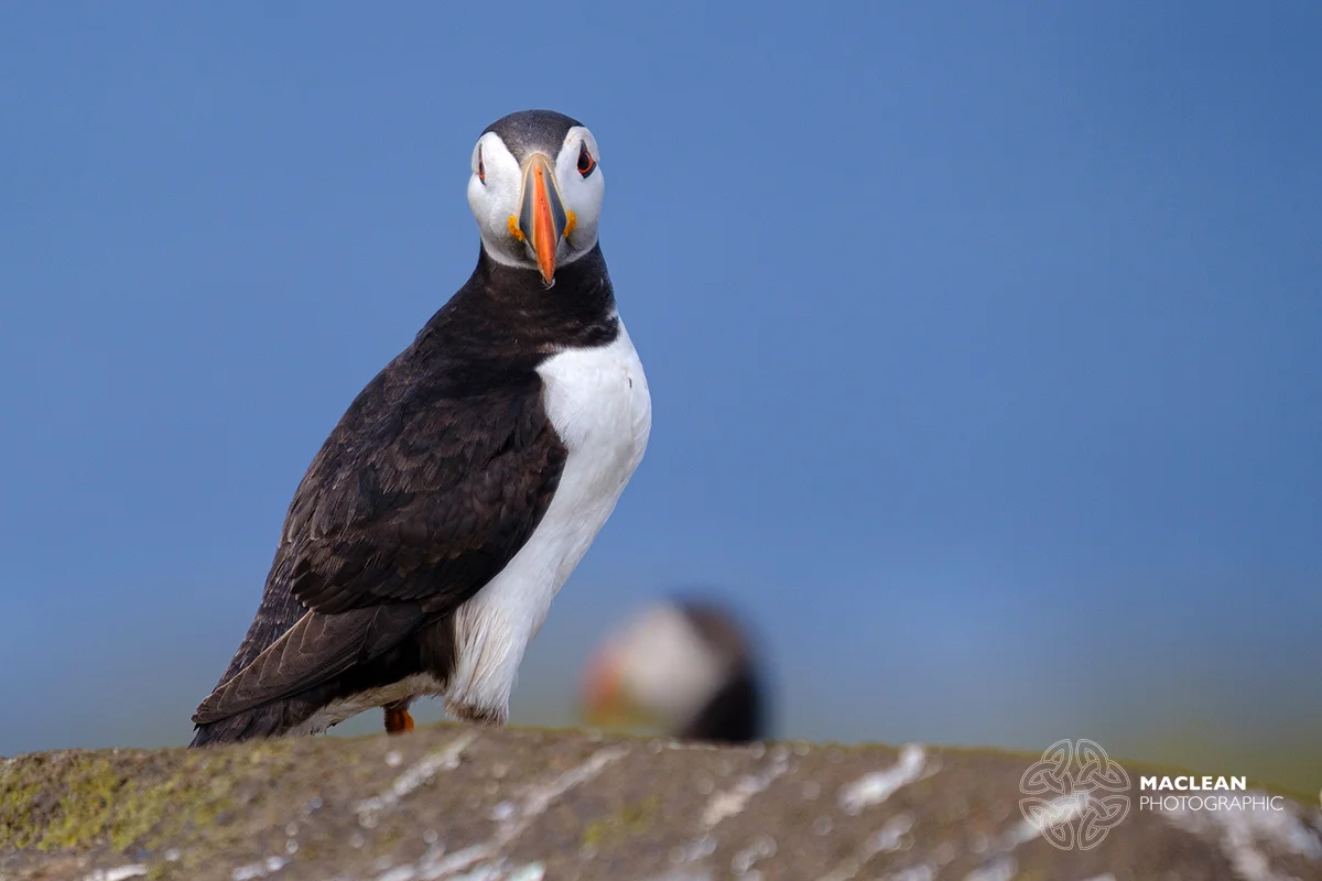 The Atlantic puffin (Fratercula arctica)