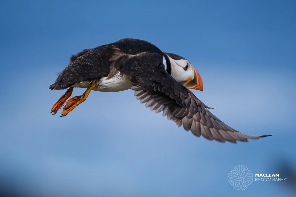 The Atlantic puffin (Fratercula arctica)