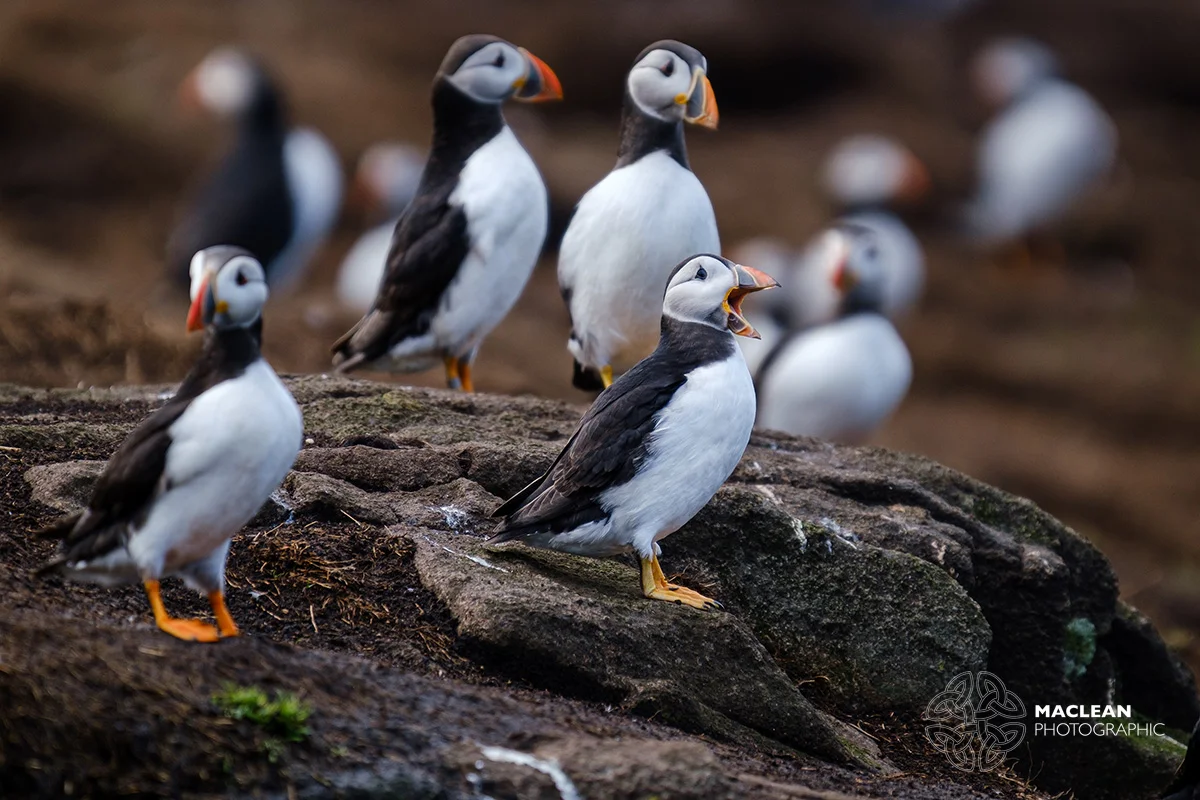 The Atlantic puffin (Fratercula arctica)