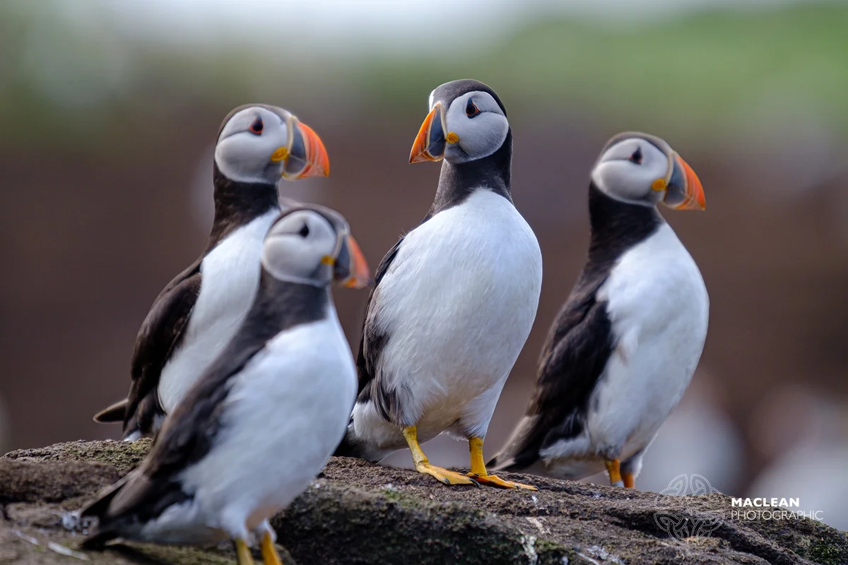 The Atlantic puffin (Fratercula arctica)