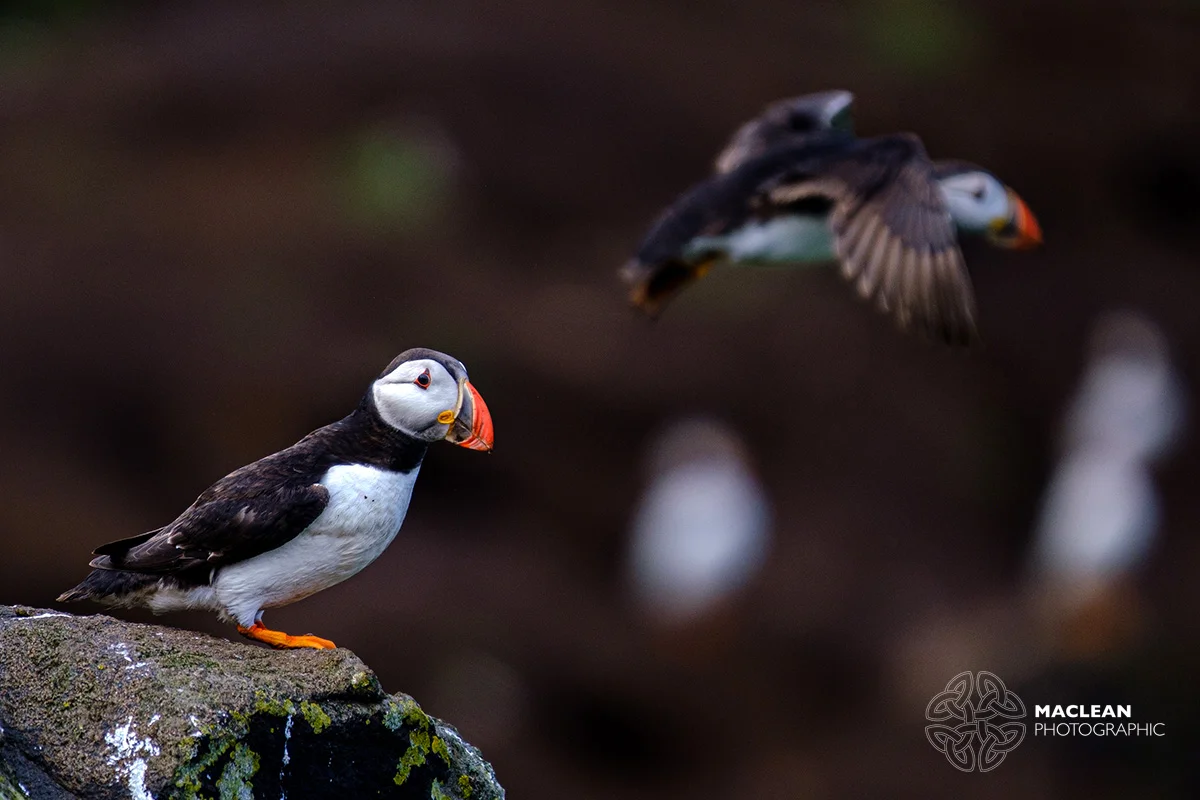 The Atlantic puffin (Fratercula arctica)