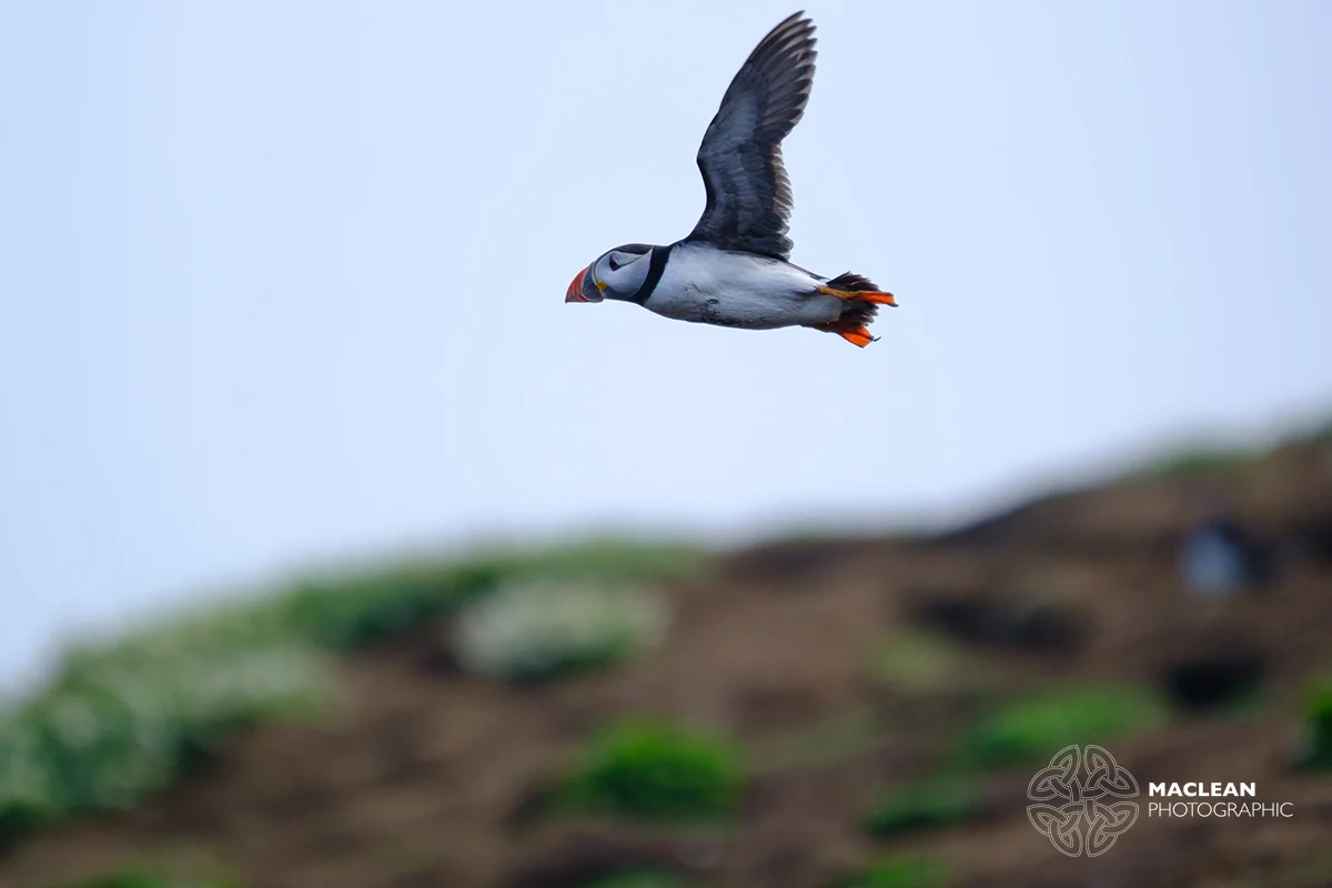 The Atlantic puffin (Fratercula arctica)