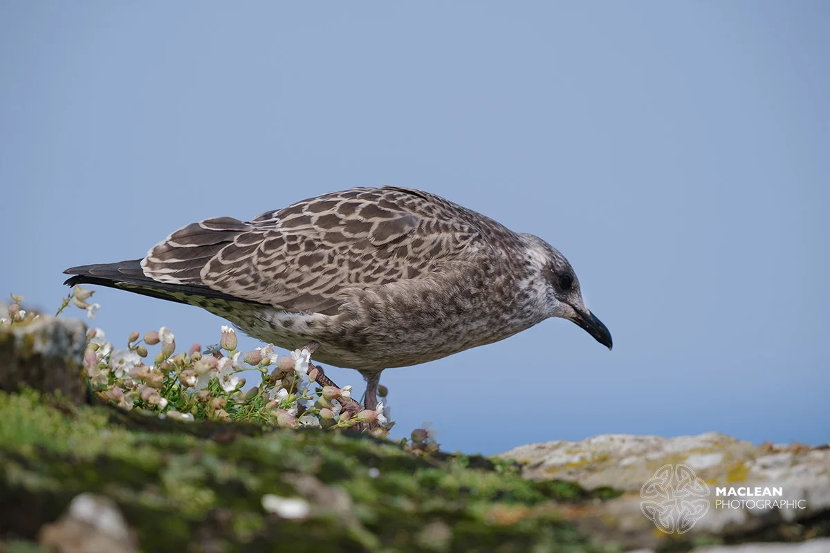 Young Herring gull (Larus argentatus)