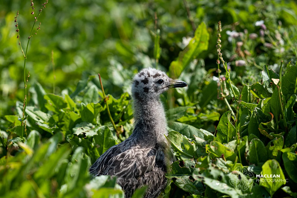 Herring gull chick (Larus argentatus)