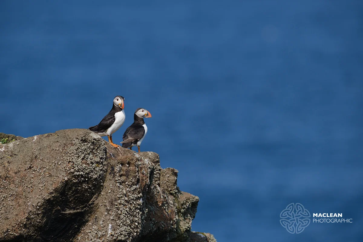 The Atlantic puffin (Fratercula arctica)