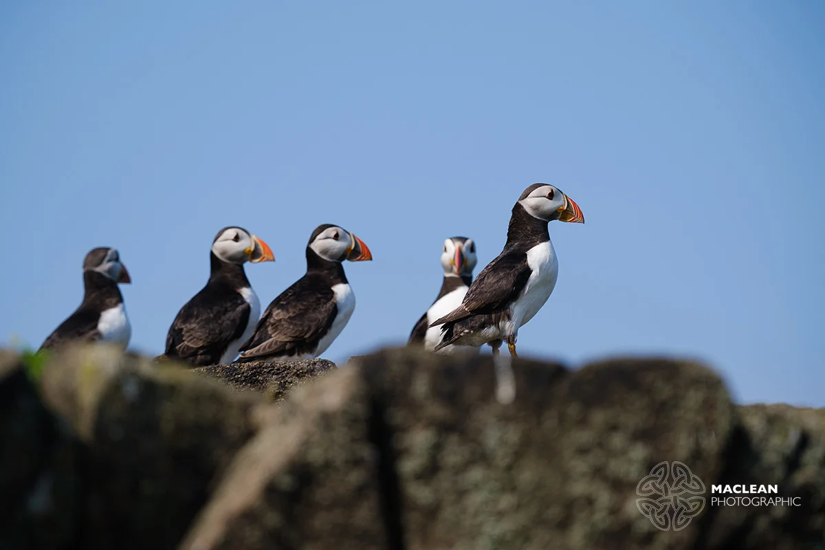 The Atlantic puffin (Fratercula arctica)