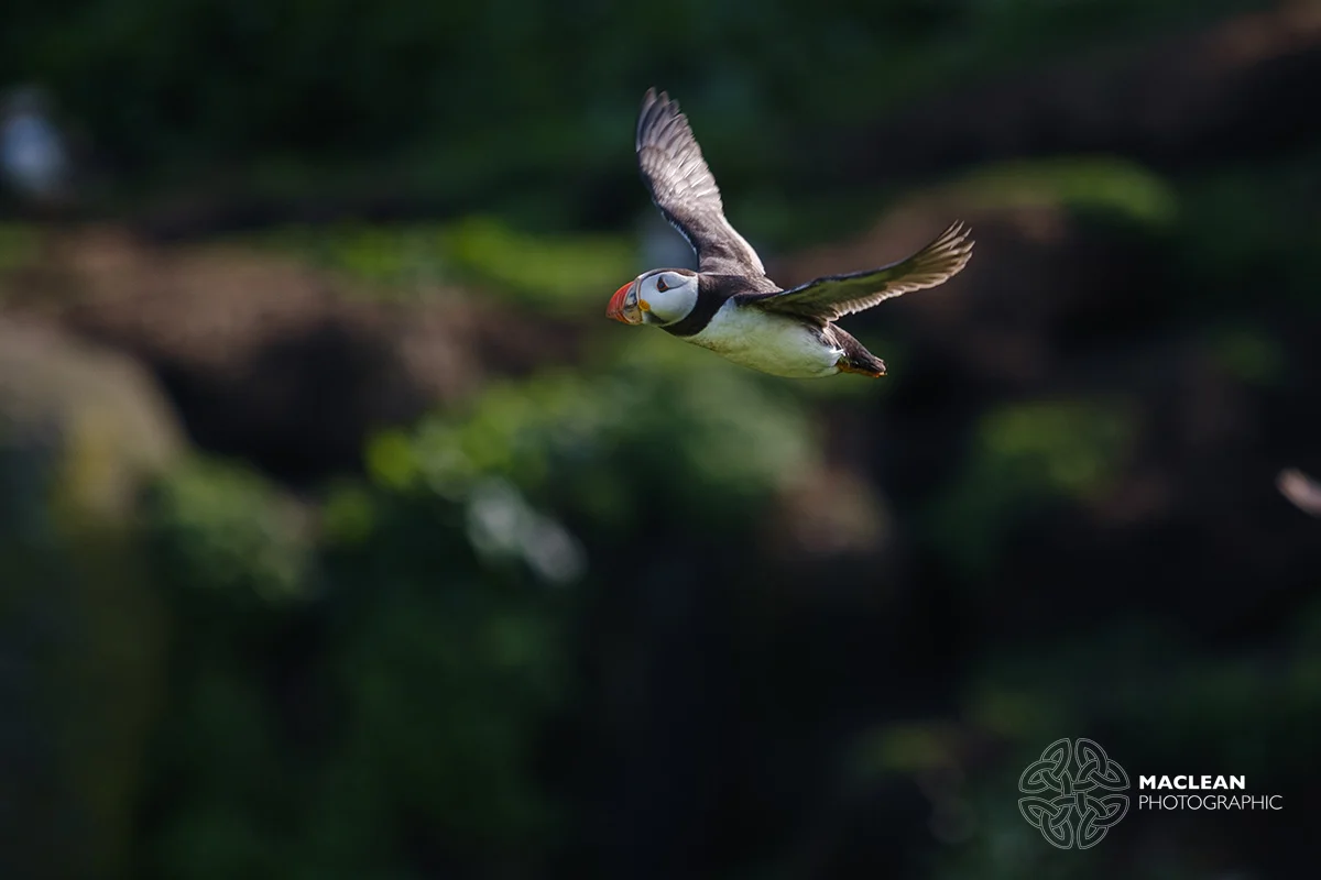The Atlantic puffin (Fratercula arctica)