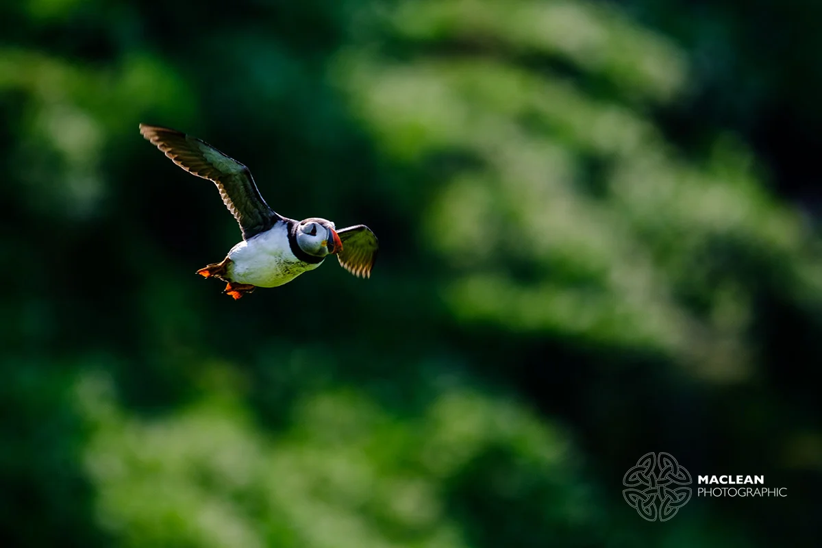 The Atlantic puffin (Fratercula arctica)