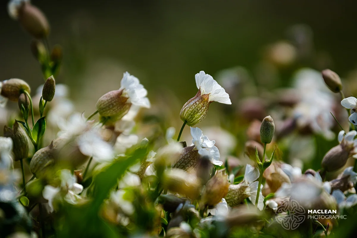 Sea campion (Silene maritima)