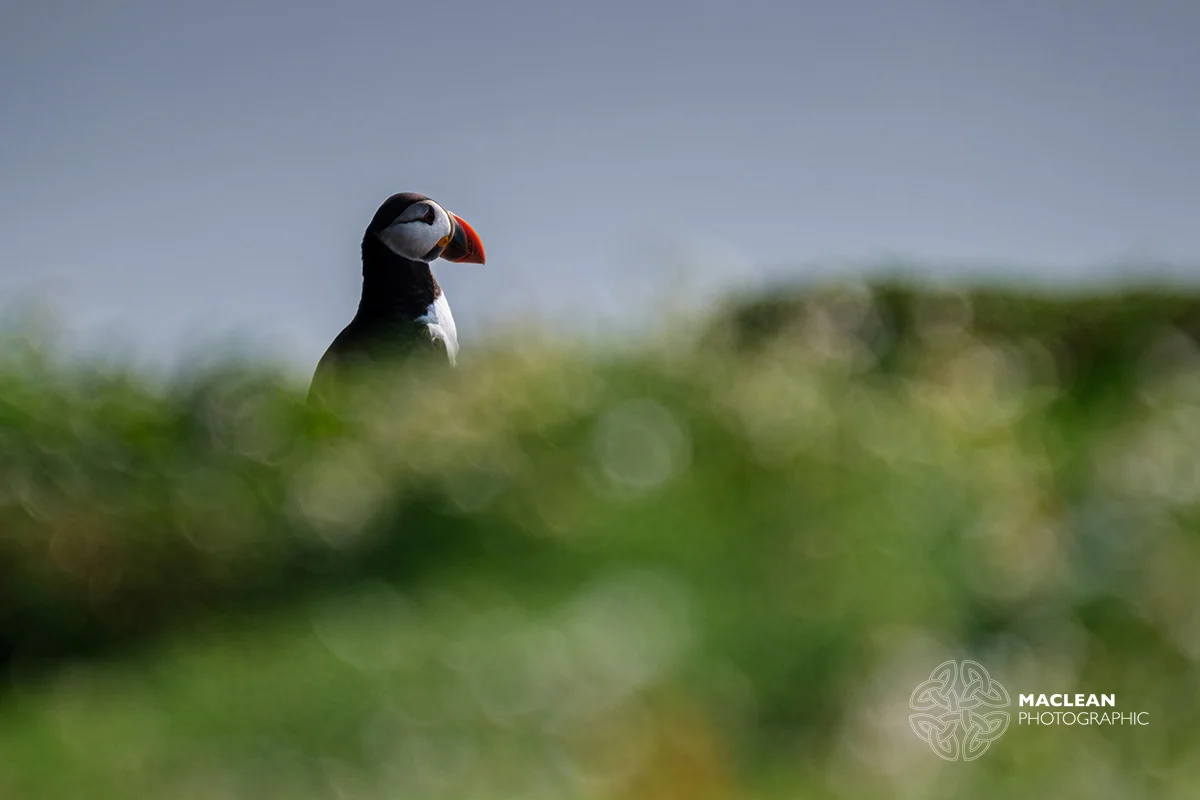 The Atlantic puffin (Fratercula arctica)