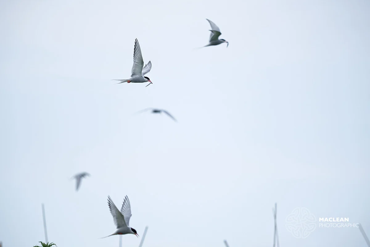 Arctic Tern (Sterna paradisaea)