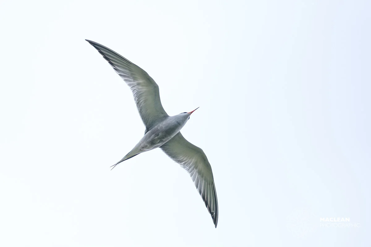 Arctic Tern (Sterna paradisaea)