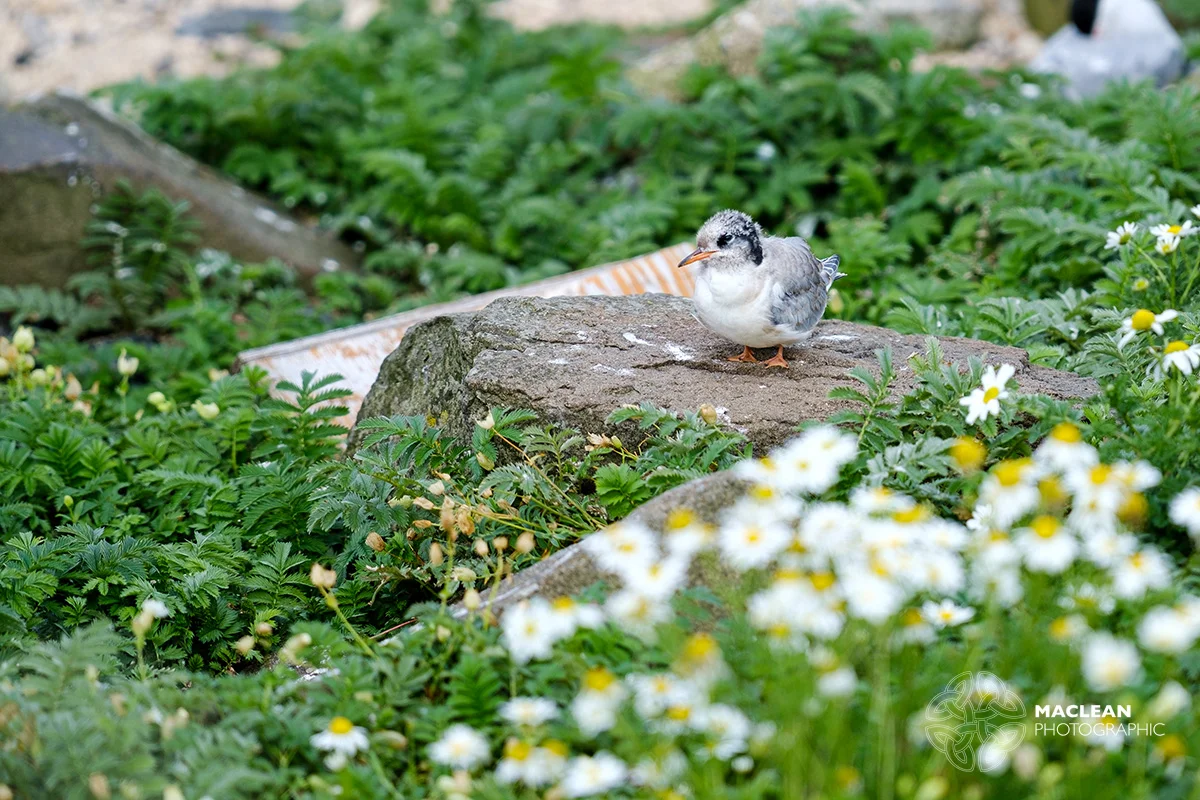 Arctic Tern Chick (Sterna paradisaea)