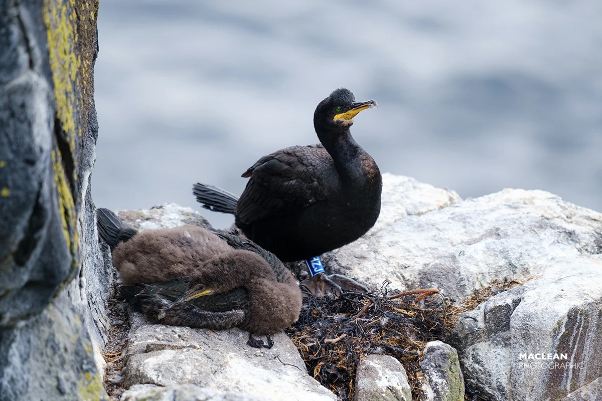Cormorant (Phalacrocorax carbo)