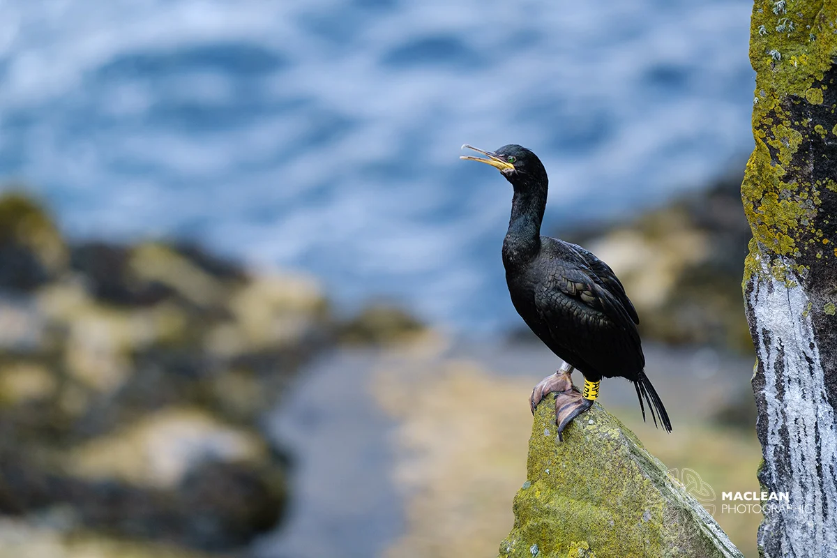 Cormorant (Phalacrocorax carbo)