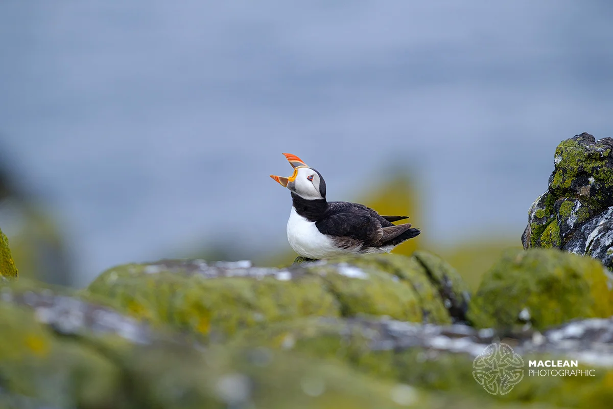The Atlantic puffin (Fratercula arctica)