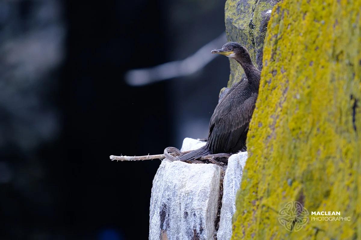 Cormorant (Phalacrocorax carbo)