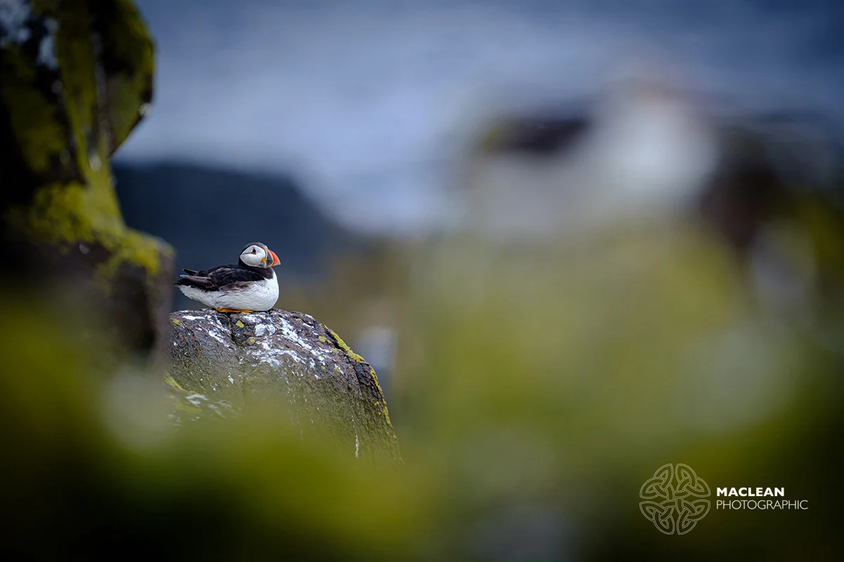 The Atlantic puffin (Fratercula arctica)