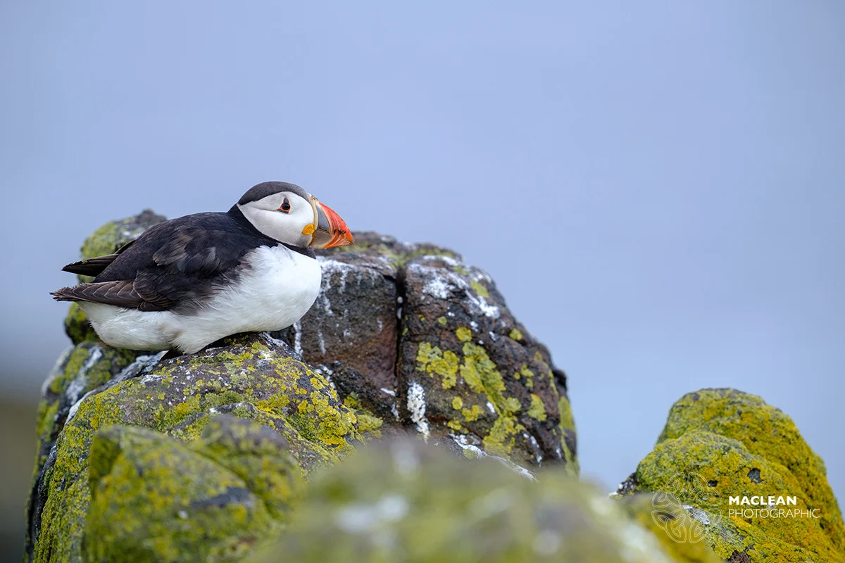 The Atlantic puffin (Fratercula arctica)