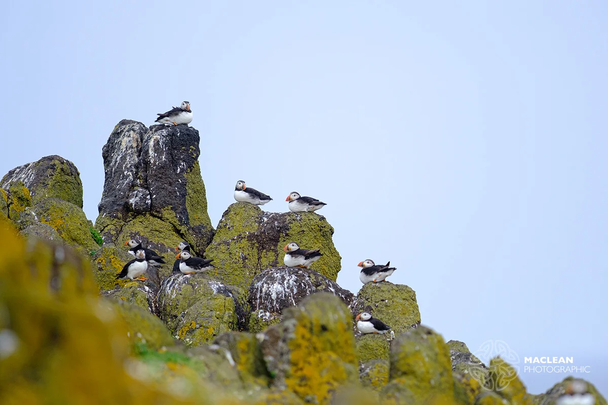 The Atlantic puffin (Fratercula arctica)