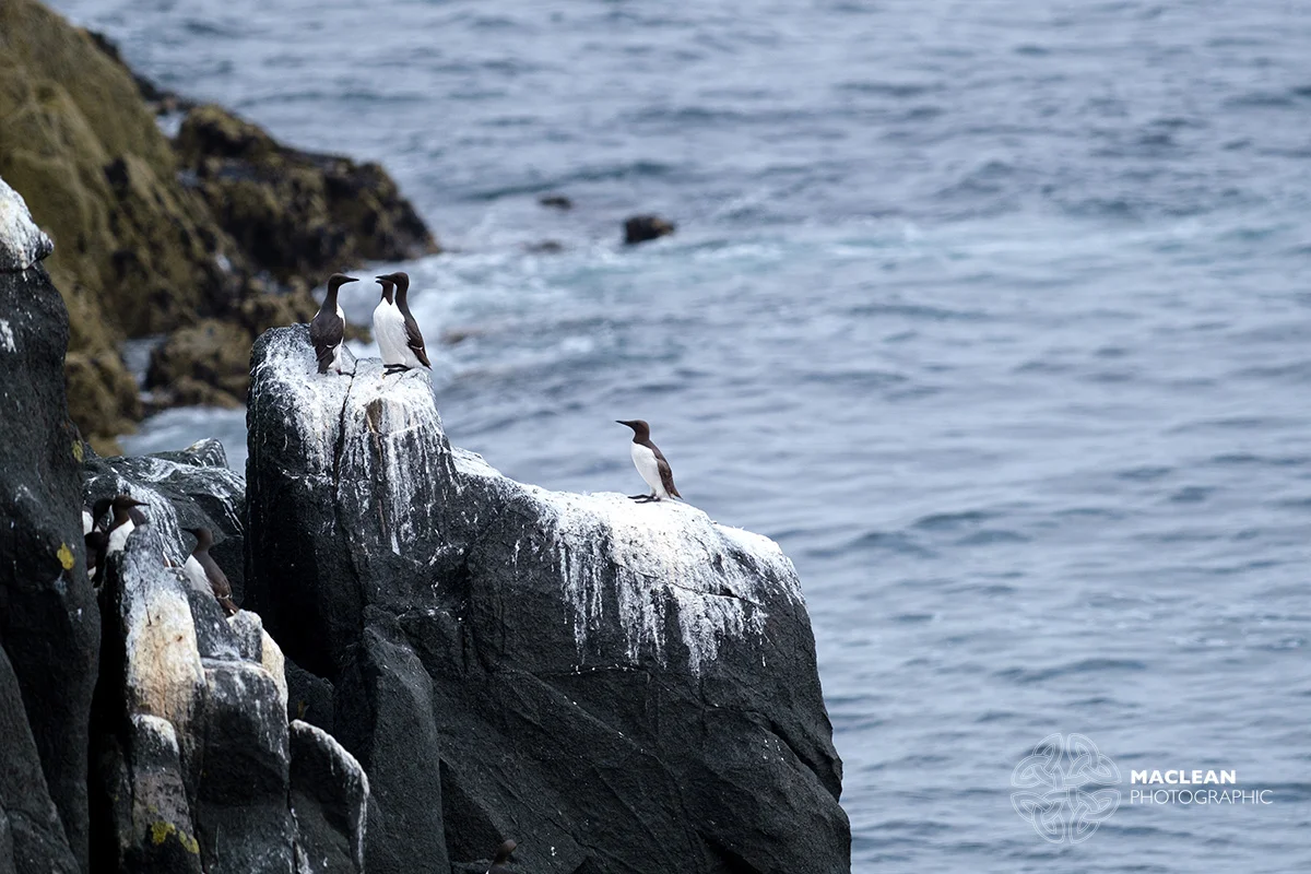 Guillemot (Uria aalge)