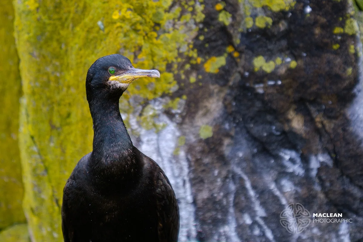 Cormorant (Phalacrocorax carbo)