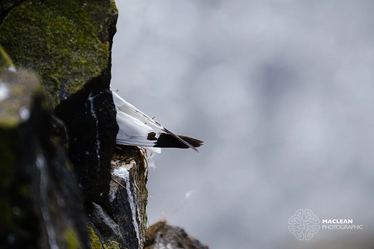 Kittiwake (Rissa tridactyla)