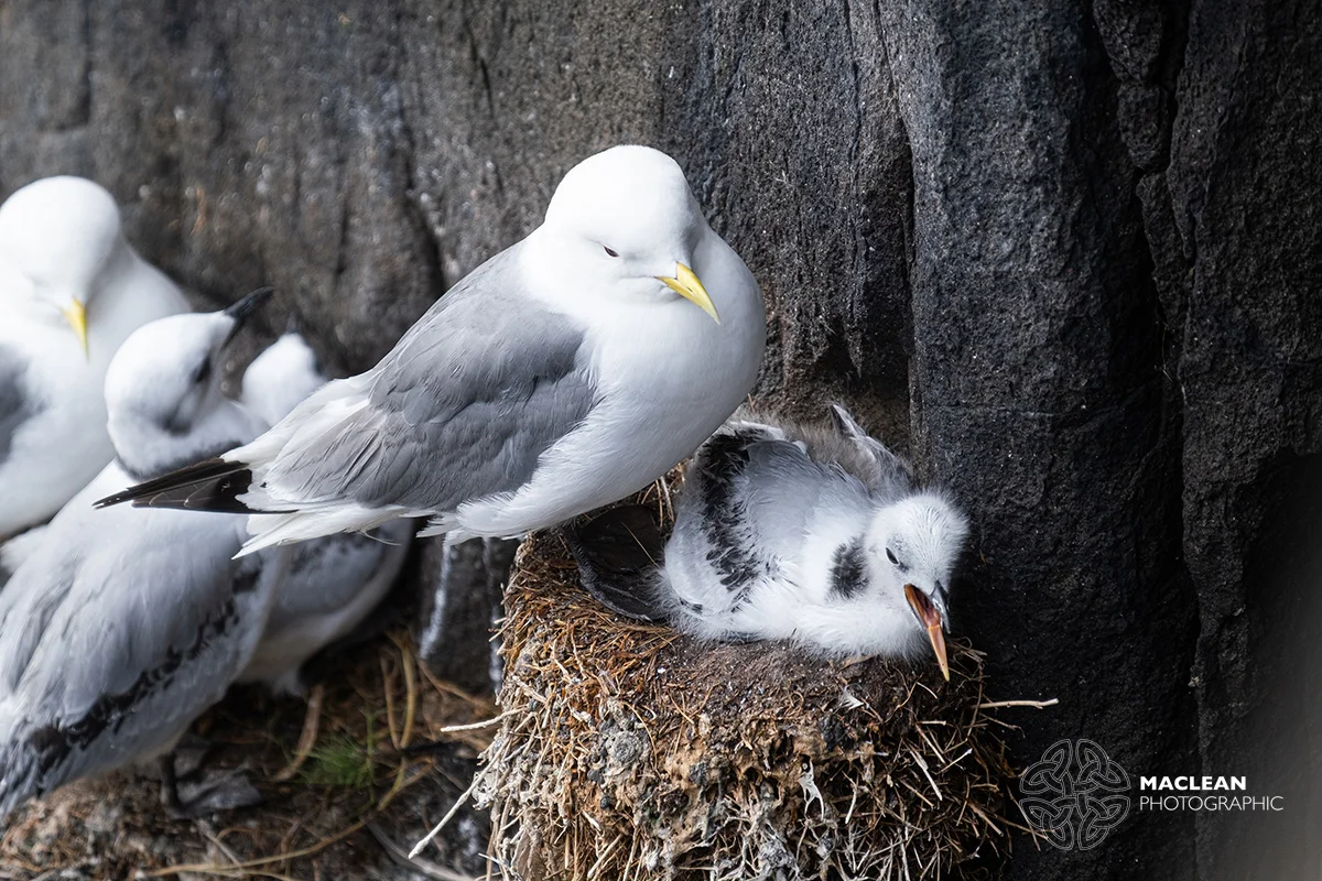 Kittiwake (Rissa tridactyla)