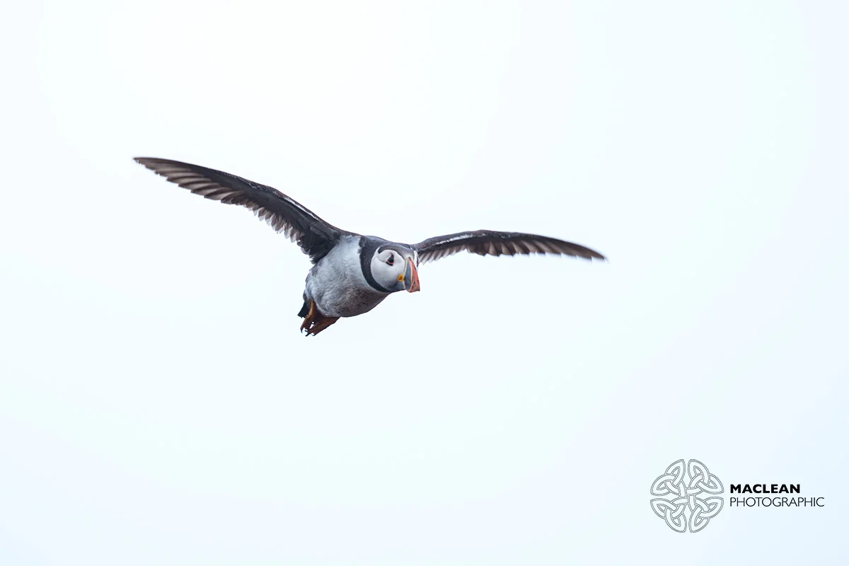 The Atlantic puffin (Fratercula arctica)