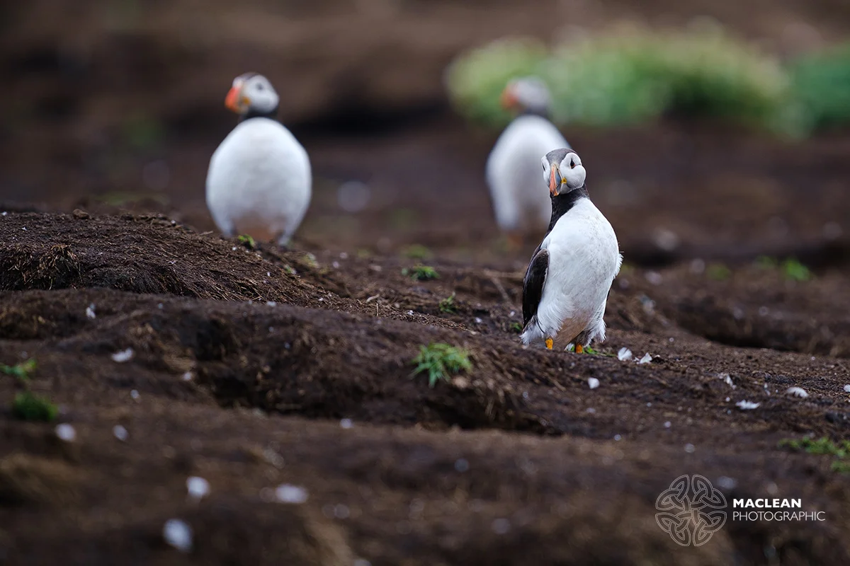 The Atlantic puffin (Fratercula arctica)
