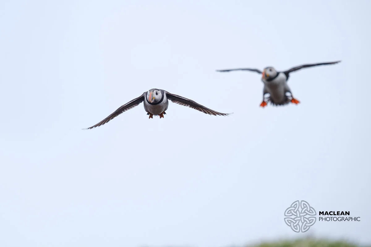 The Atlantic puffin (Fratercula arctica)