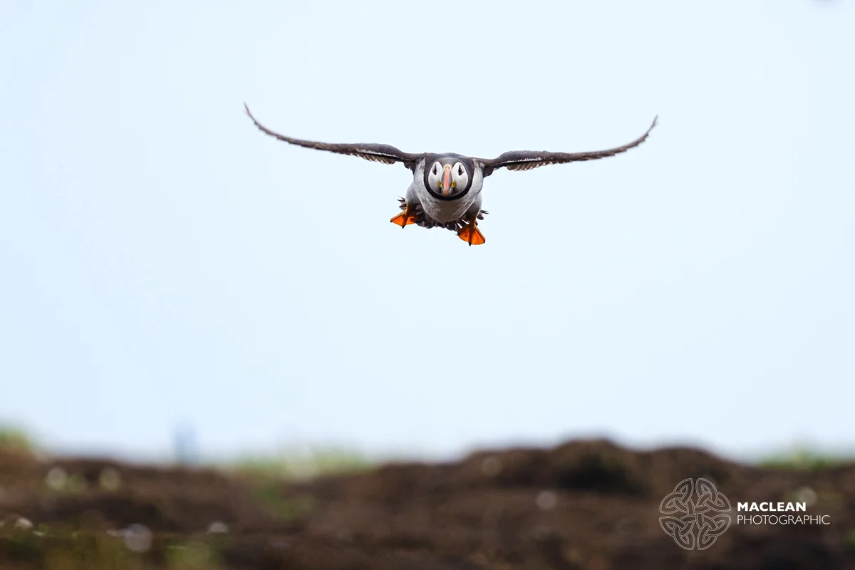 The Atlantic puffin (Fratercula arctica)