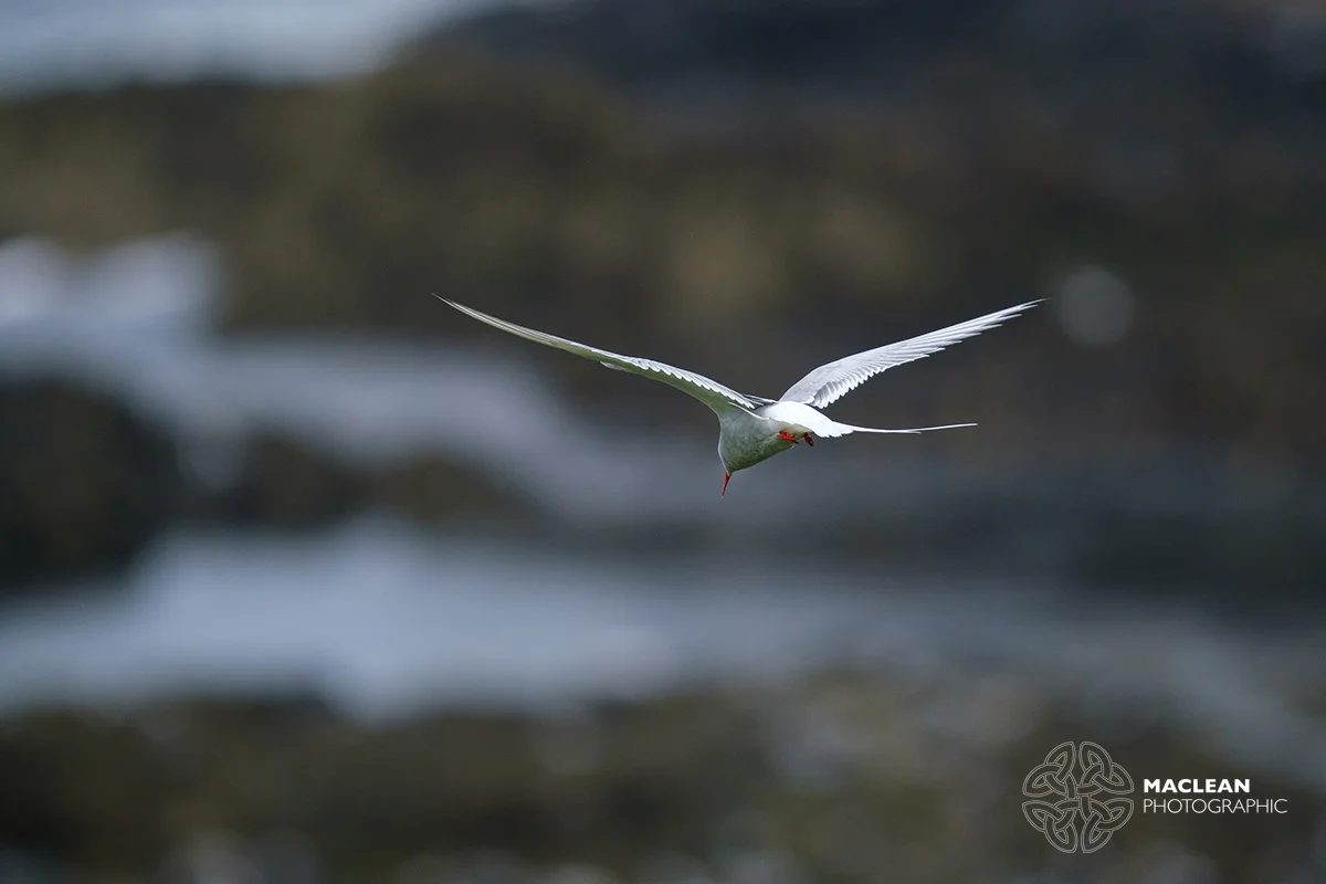 Arctic Tern (Sterna paradisaea)