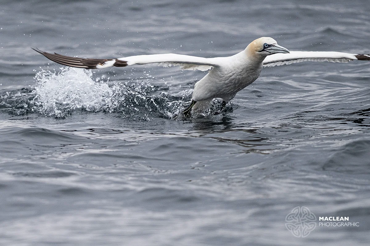 The northern gannet (Morus bassanus)
