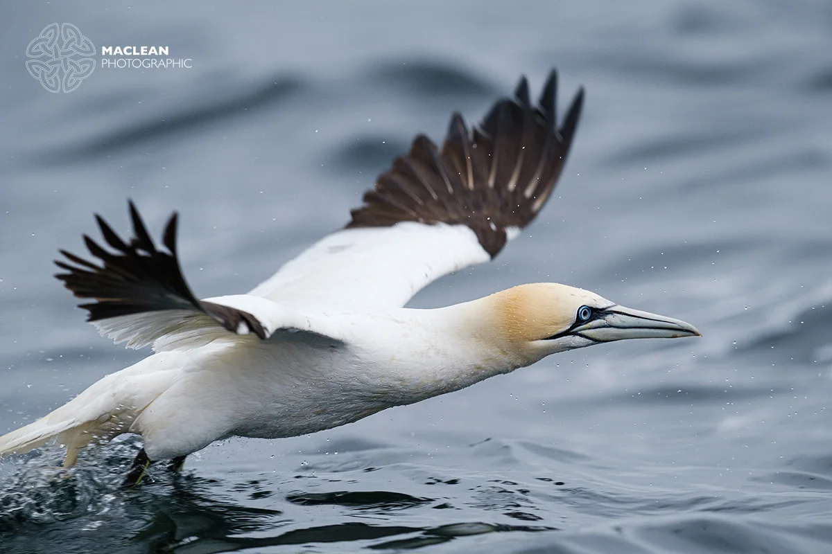The northern gannet (Morus bassanus)