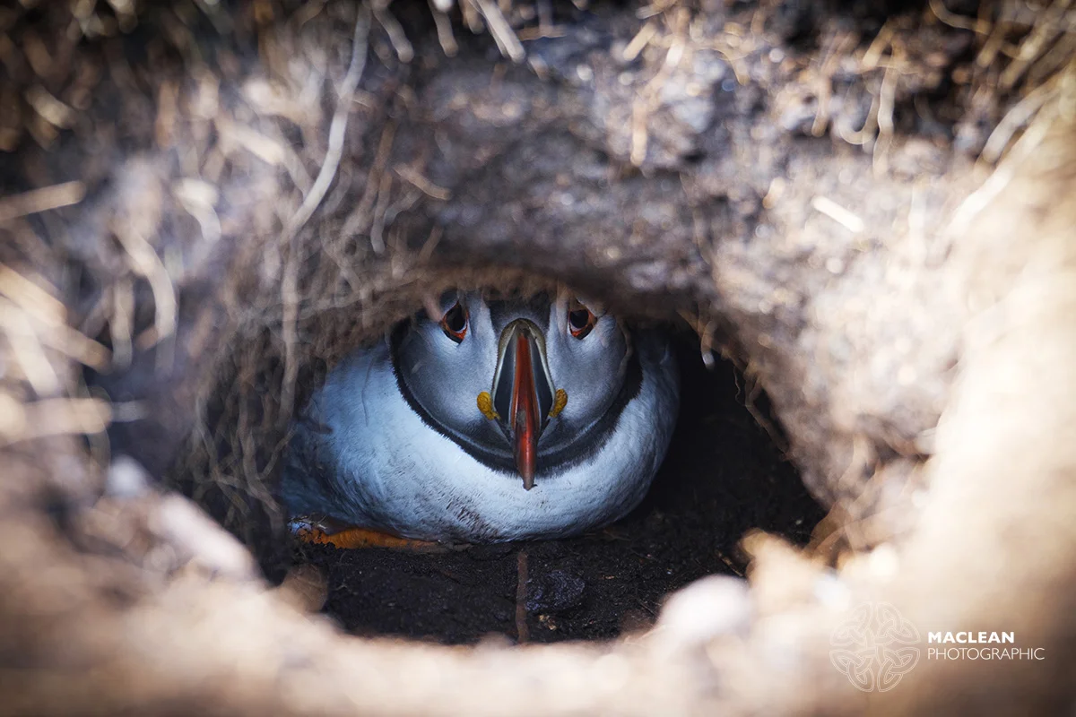 The Atlantic puffin (Fratercula arctica)