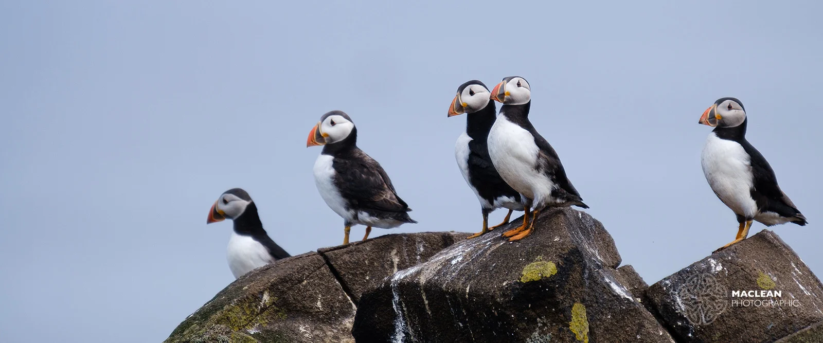 PHOTOGRAPHING THE WILDLIFE ON THE ISLE OF MAY A Scottish Seabird Centre trip out to the Isle of May to photograph the Puffins before they leave for their winter feeding grounds.